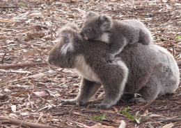 Koalas Hanson
